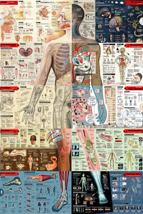 Infografia cuerpo humano | Taller mapping Muzică Rock, Human Body Science, Sistem Saraf, Medicine Studies, Medical Student Motivation, Medical Wallpaper, Biology Art, Human Body Anatomy, Medical School Motivation