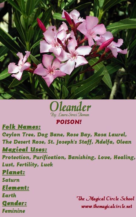 Magical Properties Of - Oleander Poison Garden, Small Herb Gardens, Magickal Herbs, Witch Herbs, Herbs Garden, Green Witchcraft, Garden Herbs, Witch Garden, Magic Herbs