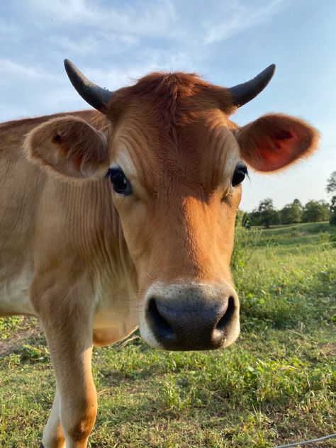 Jersey Cow Drawing, Jersey Bull Cow, Jersey Cow Photography, Cow Reference Photos, Firbolg Rogue, Cow Jersey, Cow Reference, Uk Wildlife, Bull Pictures