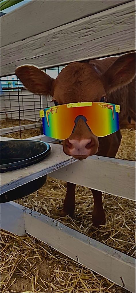 Goat With Pit Vipers, Cow With Pit Vipers, Cows With Pit Vipers On, Cow Wearing Pit Vipers, Fluffy Cows With Pit Vipers, Animals In Pit Vipers, Cows In Sunglasses, Farm Wallpaper, Viper Sunglasses