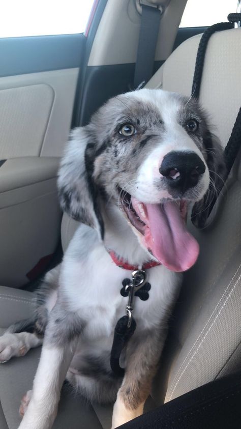 catahoula leopard dog and australian shepherd mix Catahoula Leopard Dog Mix Australian Shepherd, Labradoodle Funny, Australian Shepherd Red Tri, German Shepherd Puppies Training, Aussie Puppy, Teacup Puppy, Puppy Pads Training, Crate Training Puppy, Smart Working