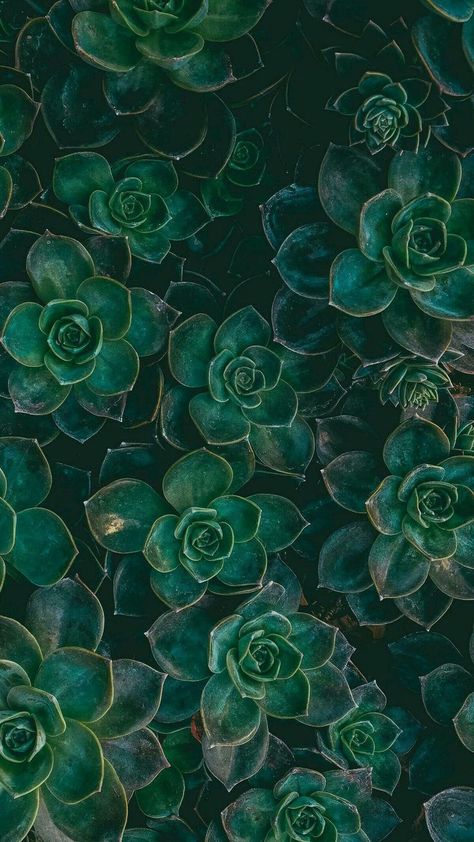 Iphone Wallpaper Calm, Chevron Phone Wallpapers, Dark Green Wallpaper, Trendy Plants, Dark Green Aesthetic, Slytherin Aesthetic, Plant Aesthetic, Wallpapers Iphone, Green Nature