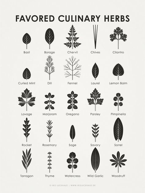 Educational poster, display board, identification chart or infographic for identification of the leaves, branches and stems of the most popular kitchen herbs, garden herbs or wild herbs such as basil, wild garlic, savory, borage, watercress, cress, dill, tarragon, fennel, chervil, coriander, spearmint, mint, lovage, laurel, marjoram, oregano, parsley, burnet, pimpinella, rocket, arugula, rosemary, sage, sorrel, chives, thyme, woodruff, lemon balm or balm Wild Garlic Illustration, Wild Garlic Tattoo, Oregano Tattoo, Coriander Tattoo, Rosemary Logo, Herb Meanings, Rosemary Tattoo, Herb Tattoo, Herb Guide