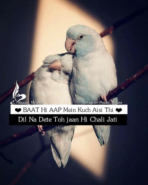 best free images of love birds sitting together and urdu love poetry lines written on it. Love Birds Quotes, Secret Love Quotes, Cute Relationship Quotes, Love Romantic Poetry, Couples Quotes Love, Love Song Quotes, Love Husband Quotes, Sweet Love Quotes, Love Picture Quotes