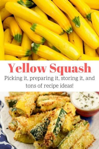 Recipes For Yellow Zucchini, How To Cook Crookneck Squash, Paleo Yellow Squash Recipes, How To Cook Yellow Squash, Zucchini Cheesecake, How To Prepare Squash, Crookneck Squash Recipes, Yellow Zucchini Recipes, Misfit Market