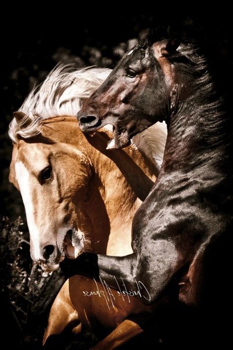 Angry Horse, Beautiful Horses Photography, Horse Anatomy, Beautiful Arabian Horses, Horse Artwork, Horse Videos, Two Horses, Most Beautiful Horses, Majestic Horse