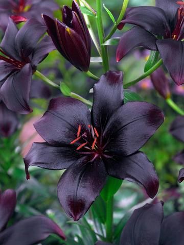 Black Charm - Asiatic Lilium - This very dark Asiatic lily has a sophisticated style. Black is a handy choice in a colourful border giving depth and making a great foil for the other colours. Try using it with white or potted next to a white wall. (mid) | 5 for $15.00 Order in May Goth Garden, Gothic Garden, Asiatic Lilies, Feng Shui Tips, Flower Guide, Black Garden, Dark Flowers, Unusual Plants, Unusual Flowers