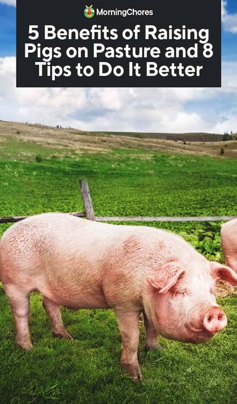 5 Benefits of Raising Pigs on Pasture and 8 Tips to Do It Better Pig Pasture Ideas, Raising Pigs For Meat Small Farm, Farm Planning, Pastured Pigs, Pig Eyes, Pig Waterer, Raising Pigs, Pig Feed, Earth Bag Homes