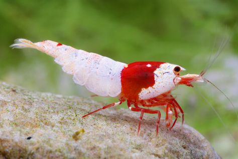 #Pure Red Line; a high grade Crystal Red Shrimp. This shrimp was bred in the UK by us and photographed by Chris Lukhaup. Crystal Shrimp, Red Bee, Shrimp Farming, Aquarium Shrimp, Shrimp Tank, Prawn Shrimp, Black Bee, Aquascape Aquarium, Freshwater Aquarium Fish