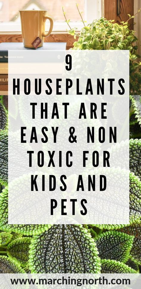 Garden Preservation, Dog Safe Plants, Safe House Plants, Houseplants Safe For Cats, Low Light House Plants, Popular House Plants, Planting For Kids, Easy House Plants, Safe House