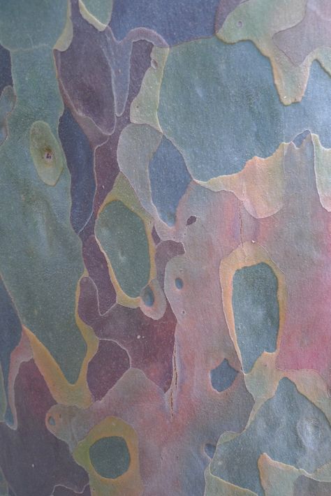 Gum Tree, Texture Inspiration, Design Textile, Arte Inspo, Tree Bark, Patterns In Nature, Color Textures, Grafik Design, Textures Patterns