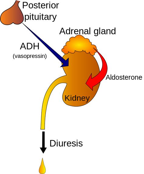 Antidiuretic Hormone, Rare Disorders, Medical Student Study, Adrenal Glands, Biology Notes, Homeopathy