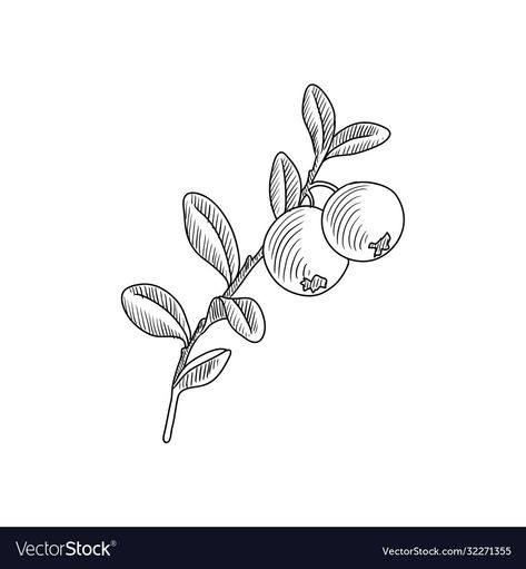 Lingonberry Tattoo, Blueberry Tattoo Minimalist, Nutrition Tattoo, Blueberry Tattoo, Hat Painting, Line Art Flowers, Nature Tattoo, Paw Paw, Tattoo Project