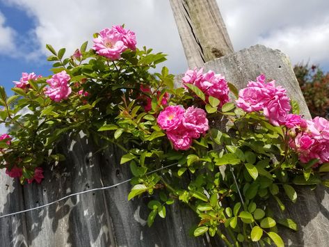 Peggy Martin Rose Trellis, Peggy Martin Rose, Transplanting Roses, Martin Rose, Ornamental Horticulture, Rooting Roses, Rose Trellis, Wall Fence, Rose Care