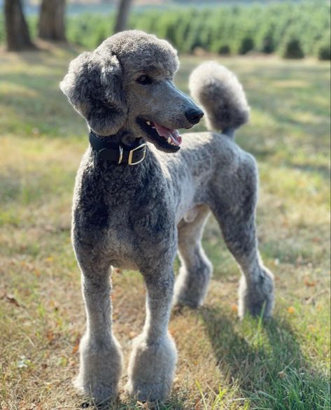 Silver Standard Poodle, Poodle Grooming Styles, Standard Poodle Haircut Styles, Toy Poodle Haircut Styles, Poodle Styles, Doodle Haircuts, Poodle Hairstyles, Standard Poodle Haircuts, Poodle Haircuts