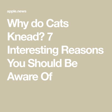 Why do Cats Knead? 7 Interesting Reasons You Should Be Aware Of Cat Kneading, Cat Facts, Be Aware, Take A Nap, Have You Seen, Animals