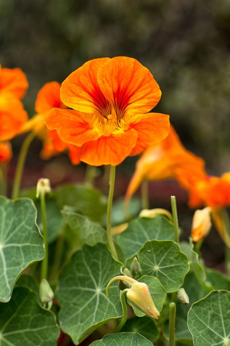 Orange Nasturtium, Nasturtium Flower, Homegrown Vegetables, Spring Flower Garden, Flowers To Grow, Spring Gardens, Early Spring Flowers, Spring Garden Flowers, Home Grown Vegetables