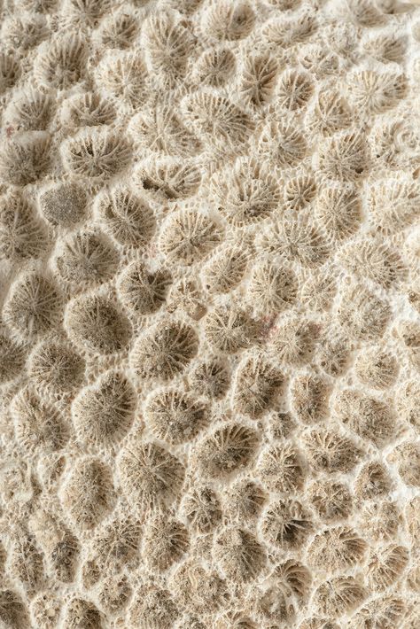 Closeup beige natural coral texture | free image by rawpixel.com / Teddy Rawpixel Coral Texture Pattern, Coral Mood Board, Coral Skeleton, Texture In Nature, Coral Images, Rhino Architecture, Coral Aesthetic, Coral Texture, Dry Earth