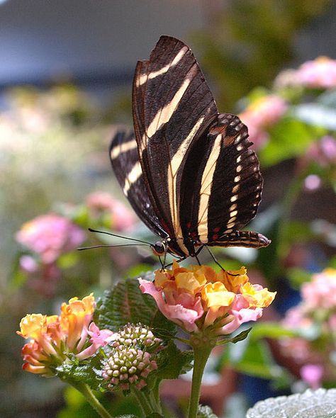 Zebra Longwing Butterfly.. These are all over the woods & thickets surrounding our Florida home. Zebra Swallowtail, Zebra Butterfly, Zoo Coloring Pages, African Monarch Butterfly, Rainforest Butterfly, Eastern Tiger Swallowtail Butterfly, Zebra Swallowtail Butterfly, Beautiful Butterfly Photography, Beautiful Flowers Images