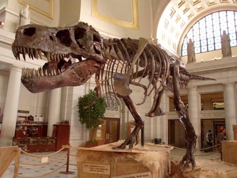 We got to know Sue, the largest Tyrannosaurus Rex ever found, who is now at The Field Museum of Chicago. Read the secrets of Sue. Extinct Plants, Tyrannosaurus Rex Skeleton, Dinosaur Types, Largest Dinosaur, Field Museum, Dinosaur Skeleton, Ancient Animals, Dinosaur Bones, Drawing Simple