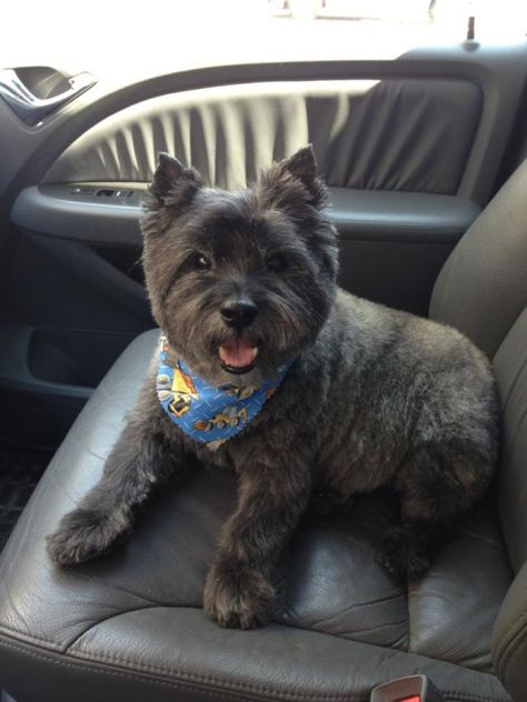 LOL Cute Animals Cairn Terrier Grooming Haircuts, Carin Terrier Haircut, Cairn Terrier Haircut, Cairn Terrier Grooming, Carin Terriers, Terrier Haircut, Cairn Terrier Puppies, Summer Cut, Dog Haircuts