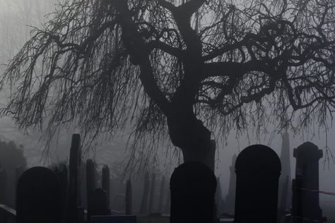 Weeping Willow, After Life, Jolie Photo, Graveyard, Tolkien, Black Aesthetic, Scientists, Dark Aesthetic, In Hollywood