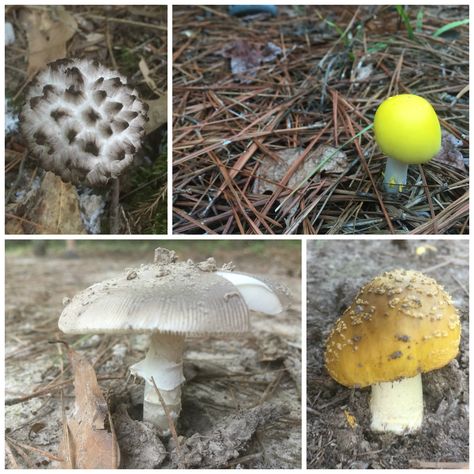 The Surprisingly Exciting World of Arkansas Mushroom Foraging - Only In Arkansas Arkansas Foraging, Mushroom Foraging, Wild Foraging, Mushroom Pictures, Mushroom Hunting, Agricultural Land, Wild Mushrooms, Dream Garden, Fruits And Veggies