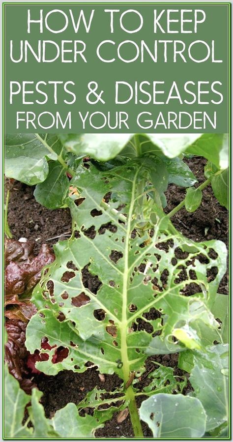 Slugs In Garden, Organic Insecticide, Lawn Pests, Organic Gardening Pest Control, Organic Pesticide, Garden Insects, Garden Pest Control, Organic Vegetable Garden, Garden Guide