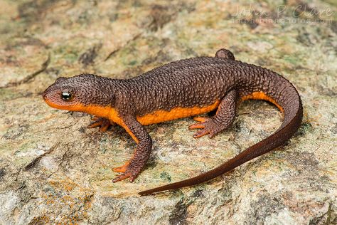 California Newt (Taricha torosa) by John P Clare, via Flickr Mosquito Fish, Santa Monica Mountains, Salamanders, Reptiles Pet, San Diego County, Newt, Reptiles And Amphibians, Weird Animals, Animals Of The World