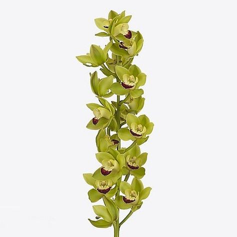 CYMBIDIUM ORCHID GREEN ROCK is a strong, seasonal Green cut tropical orchid. It is approx. 40cm tall. Dawn Wedding, Tropical Orchid, Flower Arrangements Wedding, Dutch Flowers, Cymbidium Orchid, Cymbidium Orchids, Florist Supplies, Flowers Delivered, Burgundy Flowers