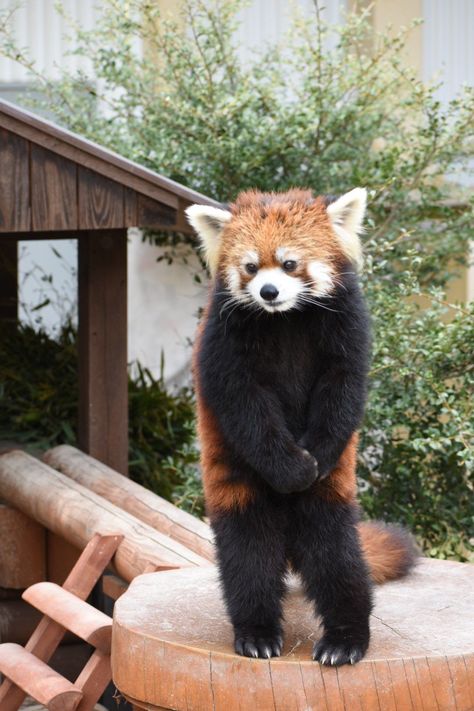 Orange Panda, Panda Babies, Red Panda Baby, Red Panda Cute, Lesser Panda, Lazy Animals, Panda Cute, Spiritual Animal, Panda Funny