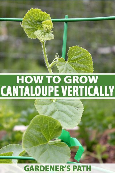 Do you think you don’t have space in your garden for vining cantaloupe? They take up several feet when grown on the ground. But you can grow them vertically to save space, help prevent disease, and allow them to get more sun. For everything you need to know, read more now. #cantaloupe #verticalgardening #gardenerspath Cantaloupe Trellis Diy, Cantaloupe Trellis Ideas, Grow Watermelon Vertically, Cantaloupe Trellis, Cantaloupe Growing, Planting Cantaloupe, How To Grow Cantaloupe, Grow Cantaloupe, Make A Trellis