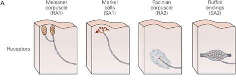 Somatosensory System, Dorsal Root Ganglion, Sensory Nerves, Sensory Motor, Sensory System, Motor Neuron, Nerve Fiber, Peripheral Nerve, Brain Stem