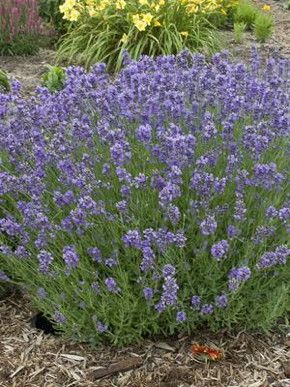 Lavender Munstead, Full Sun Landscaping, Munstead Lavender, Rose Companion Plants, Hgtv Garden, Full Sun Perennials, Companion Plants, Sun Perennials, English Lavender