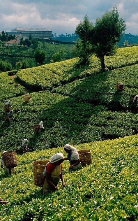 Che Guevara Art, Tea Wallpaper, Tea Farm, Darjeeling Tea, Tea Estate, Black And White Art Drawing, Travel Pictures Poses, Munnar, Working Women