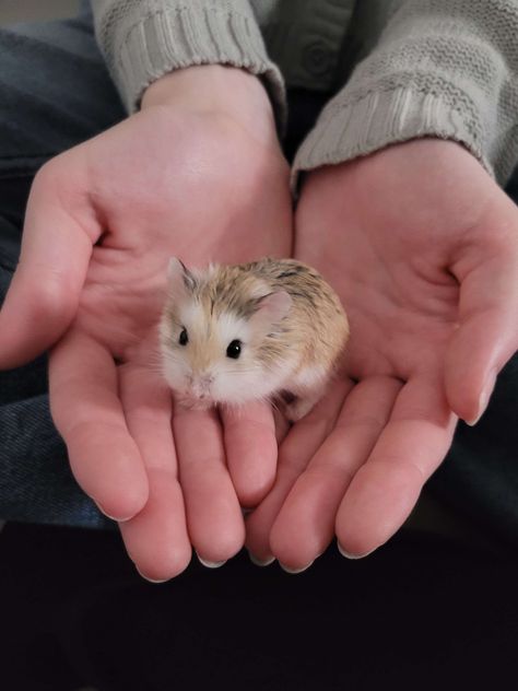 Robovorski Hamster, Robovoski Hamster, Russian Hamster, Robo Hamster, Roborovski Hamster, Hamster Life, Dream Pet, Hamster Care, Baby Hamster