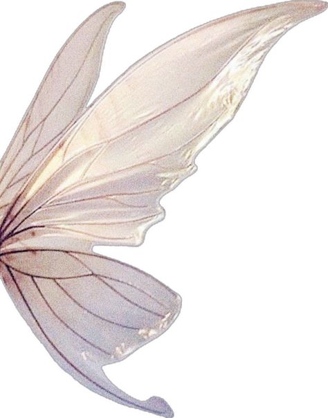 Biblically Accurate Angels, Accurate Angels, How To Make Wings, Half Butterfly, Fairy Food, Biblically Accurate, Wings Wallpaper, Fairy Halloween Costumes, Types Of Fairies