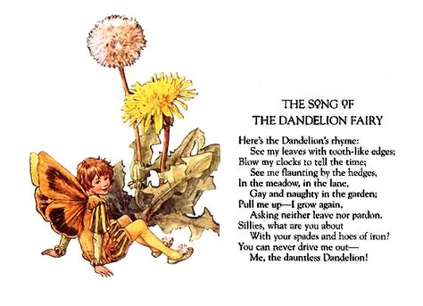 The Dandelion Fairy by Cicely Mary Baker Dandelion Fairy, Dandy Lion, Folk Lore, Sms Language, The Dandelion, Dandelion Flower, Flower Fairies, The Meadows, African Violets