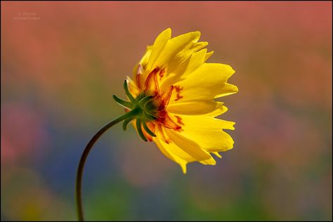 Flower Blowing In The Wind, Flowers In The Wind, Garden Corner Ideas, Art Exercises, Corner Ideas, Garden Corner, Blowing In The Wind, Indian Paintbrush, Air Painting