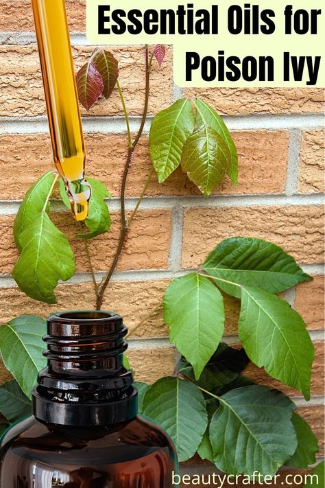 Best Essential oils for Poison Ivy Natural Remedies - Beauty Crafter Poison Ivy Essential Oils, Oils For Poison Ivy, Poison Ivy Relief, Magnesium Oil Benefits, Poison Ivy Remedies, Essential Oil Remedy, Body Butters Recipe, Turmeric Soap, Oil Remedies