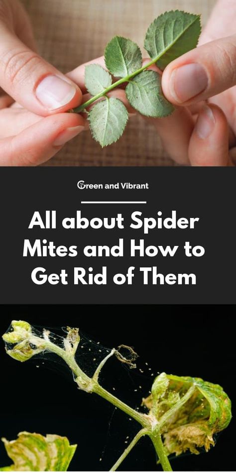 Spider Mites How To Get Rid Of, Deer Resistant Garden, Unusual Planter, Get Rid Of Spiders, Bad Bugs, Plant Bugs, Green Boys, Plant Tips, Plant Benefits