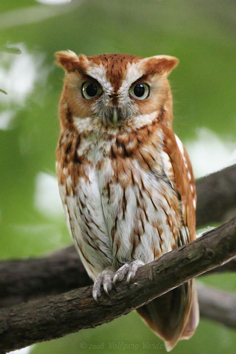 screech owl | Eastern Screech-Owl Otus Asio photo - Wolfgang Wander photos at pbase ... Red Eastern Screech Owl, Eastern Screech Owl Drawing, Photos Of Owls, Owl Reference Photo, Screech Owl Tattoo, Screeching Owl, Images Of Owls, Cute Owl Photo, Owls Cute