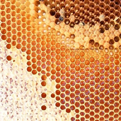 This comb is under construction. ⚠️⁣⠀ .⠀ When bees fill up a cell with nectar, they aren’t sealed right away. Instead, bees leave them… Hive Aesthetic, Honey Hive, Bee Keeper, Honey Bees, Honey Colour, Save The Bees, Bees Knees, Milk And Honey, Natural Forms