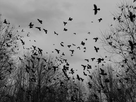 Crow Bird Aesthetic, An Enchantment Of Ravens Aesthetic, The Raven Aesthetic, Blackbird Aesthetic, Ravens Aesthetic, Flock Of Ravens, Enchantment Of Ravens, Crow Aesthetic, Raven Aesthetic