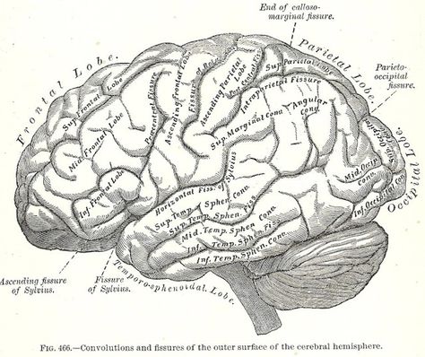 Halloween Skeleton Images -1893 Gray's Anatomy Illustrations - Knick of Time Greys Anatomy Book, Medical Drawings, Brain Drawing, Anatomy Images, Brain Tattoo, Brain Illustration, Gray's Anatomy, Male Figure Drawing, Brain Anatomy