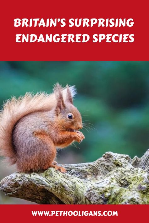 Explore Britain’s surprising endangered species and discover the incredible wildlife at risk right on our doorstep! 🇬🇧🐾 From elusive mammals to rare birds, delve into the conservation challenges facing these unique creatures and learn how you can help protect their future. Let's celebrate and safeguard Britain's biodiversity together! 🌍💚 Unique Creatures, Rare Birds, Wildlife Conservation, Let's Celebrate, Endangered Species, Amazon Affiliate, Mammals, Birds, The Incredibles