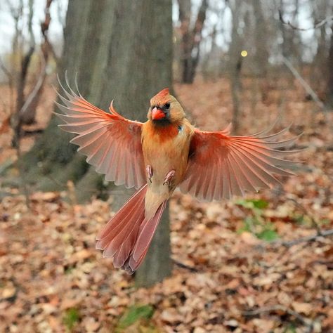 Female Cardinal Flying, Cardinal Flying, Cardinal In Flight, Flying Cardinal, Anglo Gothic, Bird Reference, Female Cardinal, Nature Tattoo, Northern Cardinal