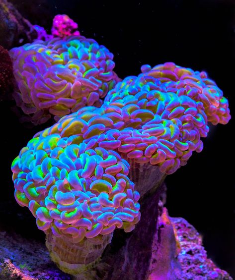 Sea Plants Underwater, Bioluminescent Coral, Coral Aesthetic Ocean, Coral Reef Aesthetic, Pink Coral Reef, Coral Photography, Coral Species, Coral Reef Photography, Sea Corals