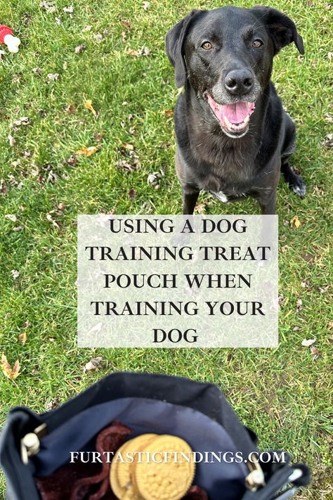 A dog training treat pouch allows you to have quick and easy access to training treats so you can reward your pup when you need to without any fuss or difficulty. Dog Treat Pouch, Dog Training Treats, Treat Pouch, Best Dog Training, Training Bags, Training Treats, Pet Treats, Positive Reinforcement, Training Your Dog