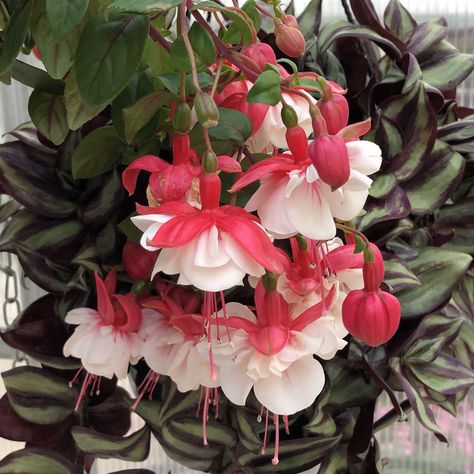 Fuchsia Plant, Mosquito Plants, Outside Plants, Fuchsia Flower, Fuchsia Flowers, Red And White Flowers, Hummingbird Flowers, Proven Winners, Container Design